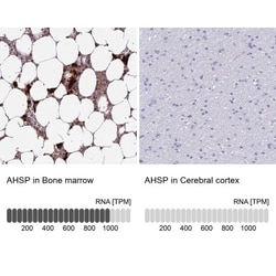 ERAF Antibody, Novus Biologicals:Antibodies:Primary Antibodies